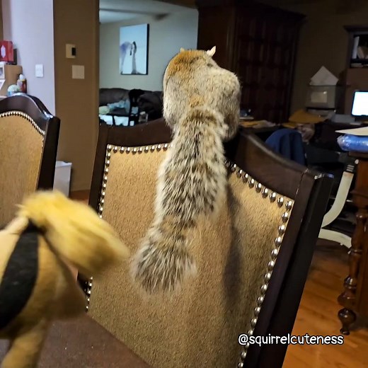 1.7M views · 21K reactions | Did you know that squirrels are obsessed...