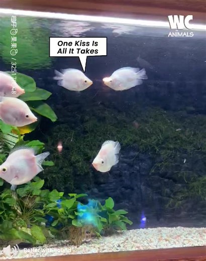 Love story of kissing fishes | Watercooler Animals