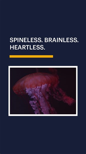 Curiosity Stream on Instagram: "Jellyfish: spineless 🪼 brainless 💭 heartless ❤️... and completely unstoppable. These living legends—some of Earth's oldest animals—are basically 96% water gelatinous wonders. No bones. No brain. No heart. Just a delicate nerve net steering them through the currents... and venomous tentacles that strike and stun prey in seconds. Watch them pulse hypnotically, translucent and graceful, while some light up the deep with dazzling bioluminescence. 🌊✨ They've drifted