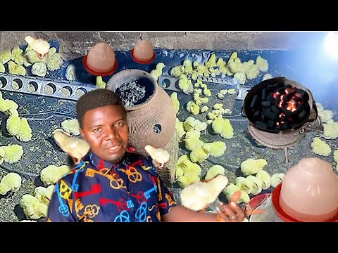 How to Brood Broiler Chicks Successfully