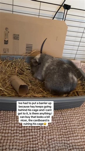 Best Solutions for Guinea Pig Cage Hay Management