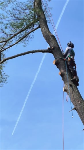 Need Tree Service, Landscaping, or Hardscaping? MM🌳 has you covered👷🏻‍♂️Serving Bucks County, Pennsylvania, we provide reliable, professional outdoor services you can count on🙌 267-276-8934 - - - #buckscountypa #buckscountybusiness #buckscountymoms #buckscountyliving #buckscountyrealestate | MM Outdoor Solutions