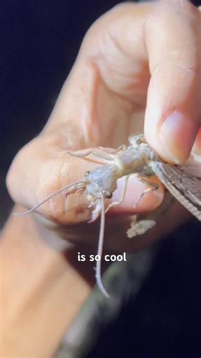 letting a Dobsonfly bite me so you don’t have to