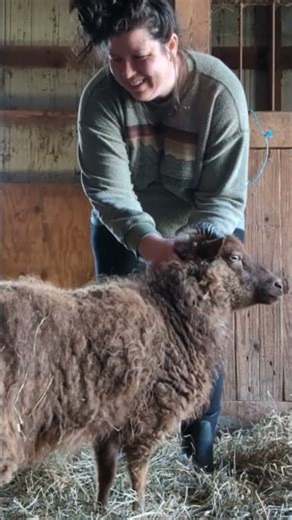 Sheep Shenanigans & Learning to Be a Shepherdess 🐑💛