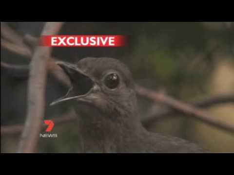 This Bird can copy the sound of everybody including Human - LyreBird