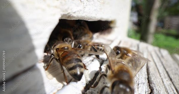 Bee hive. Extreme close-up of hive entrance with bees entering and leaving. An extreme close-up of the life of bees collecting honey Stock Video
