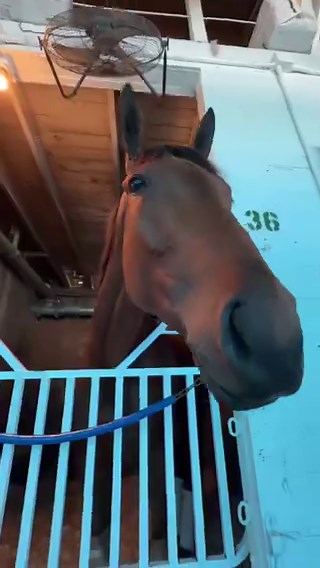 Kentucky Oaks contender Prom Queen may be all business on the track… but in the barn, she’s all kisses! 🌸