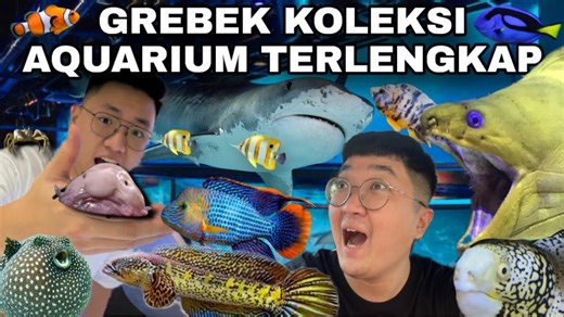 Tur Akuarium Lengkap: Setiap Jenis Ikan yang Dapat Anda Bayangkan!