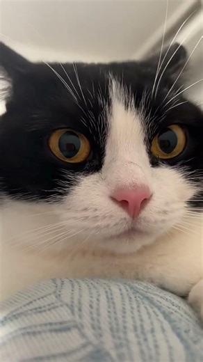 When Cow Cat’s Ears Shoot Up… You KNOW Trouble Is Coming 😂🐱 | Funny Cat Moments #cat #pigfeed