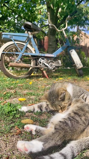 Új motor! 😎 Simson Sl1 1970 | #simson #simsonsl1 #simsonmofa #mofa #simsonmofasl1 #simsonsuhl #simsonfamily #simsonfreunde #ddrfahrzeuge #scheunenfund #magyartiktok