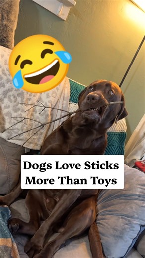 Nothing Makes a Dog Happier Than a Stick 😂🐾 #doglovestick #dogtoys #funnydogs #happydogs