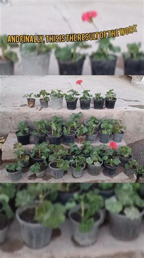 🌸✂️ How to Propagate Geraniums by Cuttings ✂️🌸