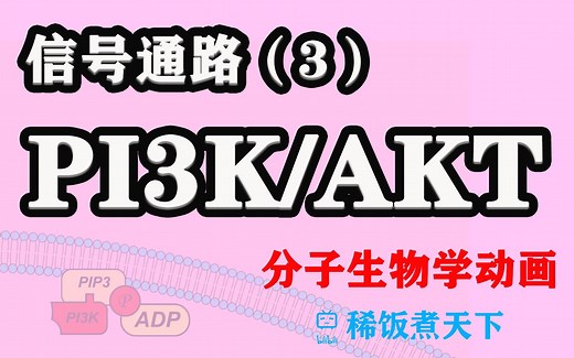【分子生物学动画】PI3K/AKT通路 信号通路（3）