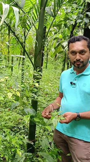 ಗಾಂಧಾರಿ ಮೆಣಸು | Radio FM Live 97.0