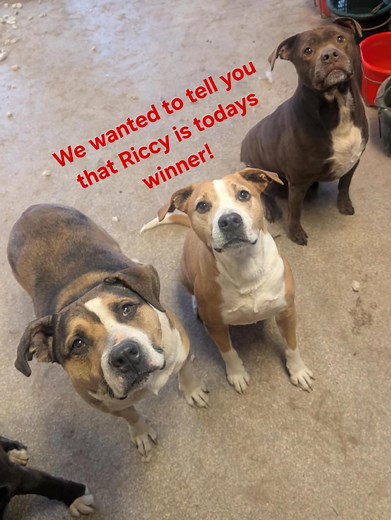 1.6K views · 41 reactions | Look at these babies that are ready to tell you about todays winner! | Spirit Animal Sanctuary | Facebook