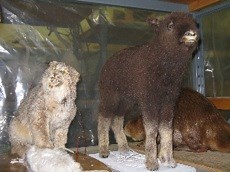 Secrets of the Royal Alberta Museum