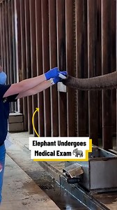 790K views · 10K reactions | Elephant Undergoes Medical Exam  勇 | Lovimals | Facebook