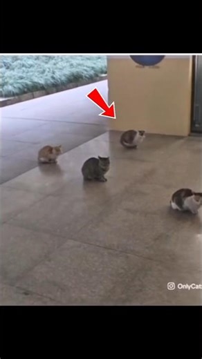 Skipped the line, got a free slap." 😼✋#cat #catshorts #pets