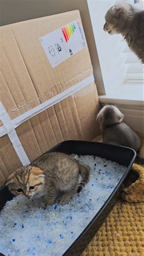 Kitten's behavior when it wants to poop 💩 #cutekitty #kittens #cats #catlover #kitty