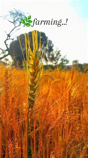 Farming vlogs #farmer #farming #vlogs #viral