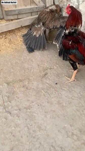 Red Rooster Teasing Oldest Falcon part 1🐓🦅 #shorts #eagle #rooster #animals #wildlife