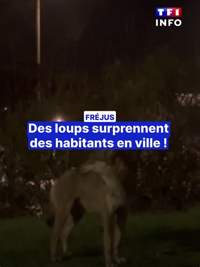 🐺 Des loups ont récemment été filmés par des habitants à Fréjus suscitant de nombreuses réactions. 🤔 Des meutes de loups sont présentes depuis des années dans le massif de l'Estérel à proximité. Mais est-ce normal de trouver cet animal sauvage si près des habitations, ou est-il en train d'étendre son territoire ? Nous avons interrogé une spécialiste.