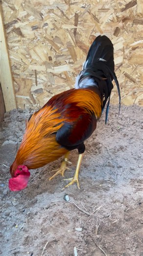 141K views · 11K reactions | Spring Valley Farm on Reels | Facebook