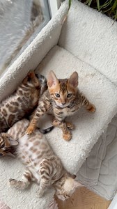 Sweet bengal kittens can always change your mood in good! #bengalbest #goodmood #bengalkittens | Bengal Best