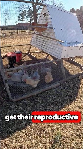 Do Chickens Lay More Eggs With Light?