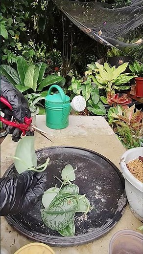 Scindapsus propagation technique #homegardening #tipsntricks #trailingplants #houseplants