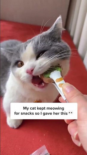 Just hear how crunchy it is 😻 #PawCatTreats