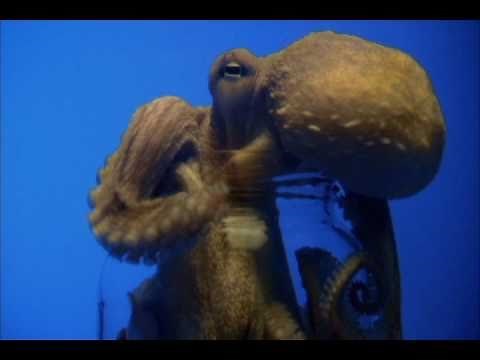 Octopus Opens Jar: Promo | CBC