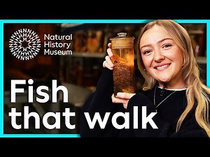 The fish that use their fins to walk | A closer look at frogfish