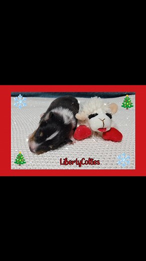 2.1K views · 75 reactions | Precious Puppies are growing fast! Rough Collie Puppies are the cutest! #libertycollies #fueledbyvictor #Tennessee #puppies #lassie #familydog #puppy #akc #collie #Christmas | Liberty Collies | Facebook