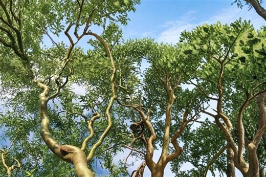 Corkscrew Willow 8 Cuttings – Salix Matsudana Curly Branch - Etsy