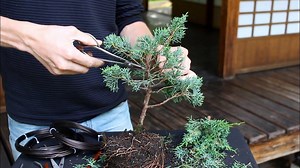 Learn how to create a Bonsai tree yourself! In this movie we prune, wire and repot a young Juniper tree. It is part of our new online course "Getting Started with Bonsai" (price: $10). For more information see: https://www.bonsaiempire.com/courses/getting-started | Bonsai Empire