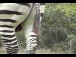 Zebra Contraversy