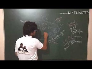 Simplified- Transmission of nerve impulse via synapse