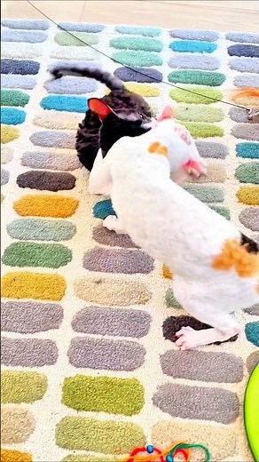 Cornish Rex Cats React to the Trainspotting Musical Soundtrack 🎭🐾 #cornishrex #cats #trainspotting