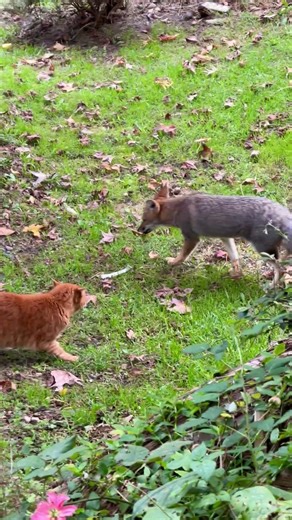 Gato vs zorro 🦊😾 #cordoba #zorro #lacumbrecita #naturaleza