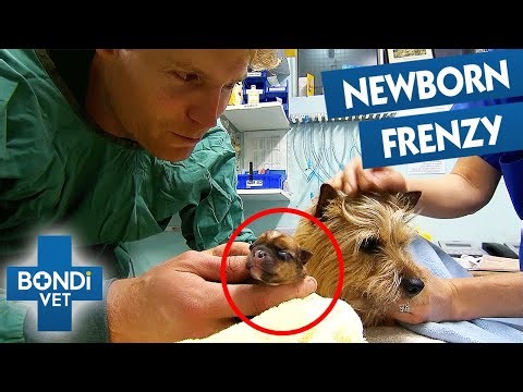 Most Emotional Puppy Births | Bondi Vet Compilation