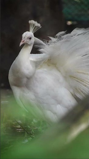 Rare White Peacock at Bannerghatta National Park, | Nature’s Beauty in India