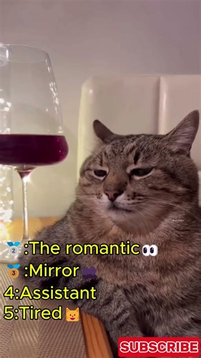 TOP 3 Funniest Ginger Cat Moments 🧡🐱😂#funnycats #catshorts #cats #shorts #viral #fyp #petvideos