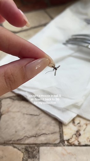 International Expansion of Mosquito Collection with Bali Mosquito Book