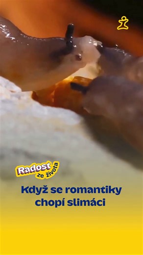 Když se do romantiky pustí slimáci… žádný zdržování, rovnou šťavnatý polibek. 🐌 Přiznejte se... kdo z vás se poznává? 😁 🎥: IG/tiny.sanctuary #RaaaadioImpuls #Impuls #RadioImpuls