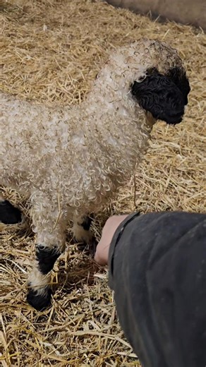 Someone loves a new bedding day! Getting to spend a lot of time with this wee one as she's the only one so far...! Just means more lamb fun for me 🤭😍🤣 Have decided to call her "Nithsdale Nivalis" meaning "of the snow" which i thought was quite appropriate considering half the country was covered in it when she was born! It's also the name of one of my favourite flowers, Galanthus Nivalis, the Snowdrop. 😍🥰 Thanks for the suggestion, mum! 😁 | Nithsdale Valley Valais Blacknose
