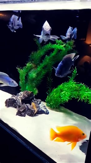 Trending Viral Video📷🔥#shorts