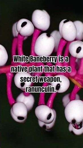 Ranunculin is a toxin in the berries and roots that causes vomiting, breathing problems and more.