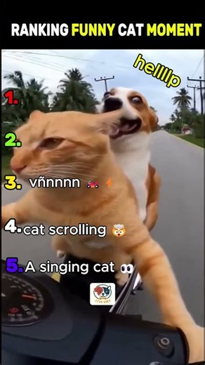 Which Cat Is Actually the Funniest? 🤣 #cats #funny #shorts #fyp #cat #cute #funnycats #pets #viral