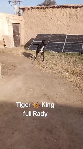 Tiger King: The Rise of the Iconic Character